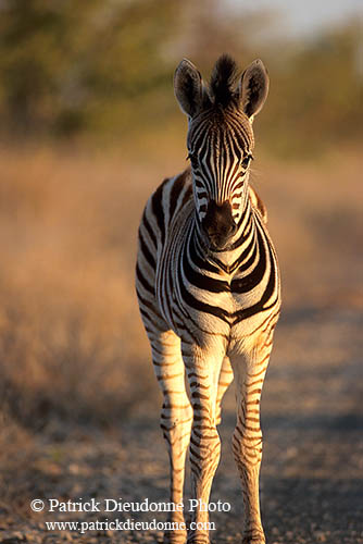 Zebra foal, Kruger NP, S. Africa - Poulain de zèbre  15148