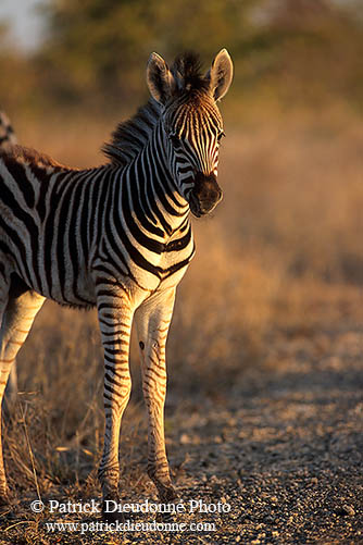 Zebra foal, Kruger NP, S. Africa - Poulain de zèbre  15149