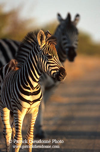 Zebra foal, Kruger NP, S. Africa - Poulain de zèbre  15150
