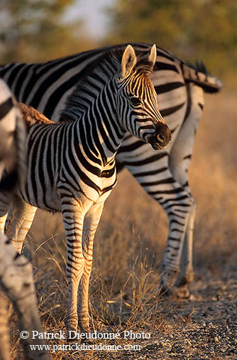 Zebra foal, Kruger NP, S. Africa - Poulain de zèbre  15151