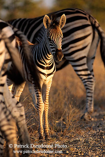 Zebra foal, Kruger NP, S. Africa - Poulain de zèbre  15152