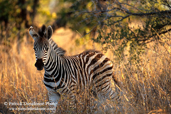 Zebra foal, Kruger NP, S. Africa - Poulain de zèbre  15153