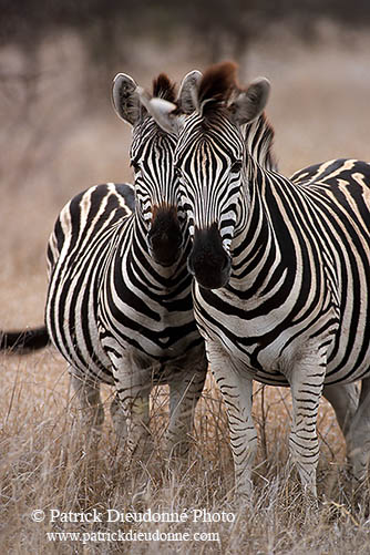 Zebra, Kruger NP, S. Africa - Zèbres  15154