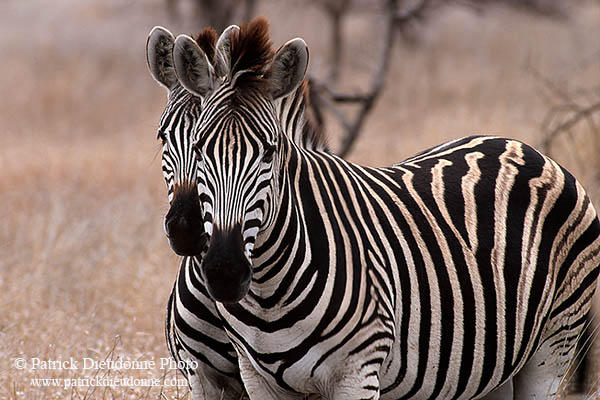 Zebra, Kruger NP, S. Africa - Zèbre  15155