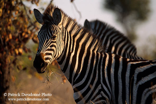 Zebra, Kruger NP, S. Africa -  Zèbre  15159