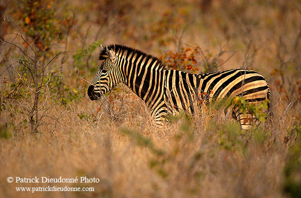 Zebra, Kruger NP, S. Africa - Zèbre  15163