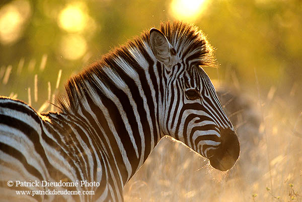 Zebra, Kruger NP, S. Africa -  Zèbre  15161