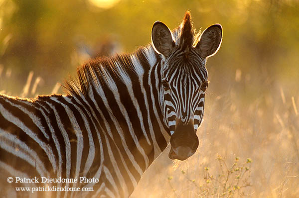 Zebra, Kruger NP, S. Africa -  Zèbre  15162