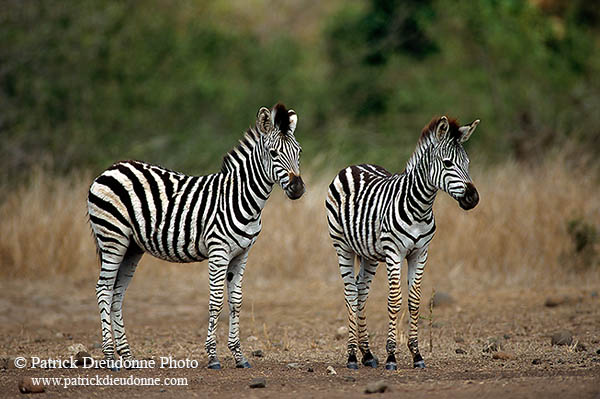 Zebra, Kruger NP, S. Africa - Zèbres 15165