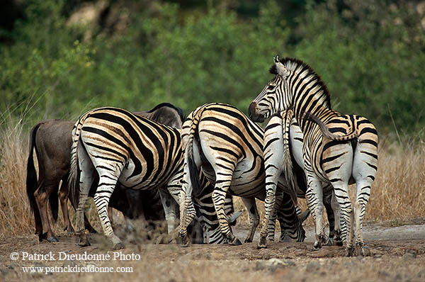 Zebra, Kruger NP, S. Africa -  Zèbre  15166