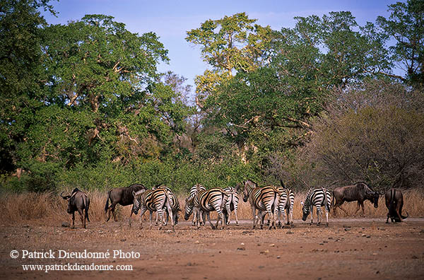 Zebra, Kruger NP, S. Africa - Zèbre  15167