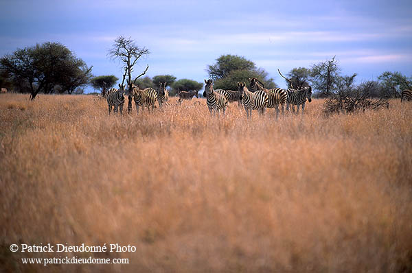 Zebra, Kruger NP, S. Africa - Zèbre  15168