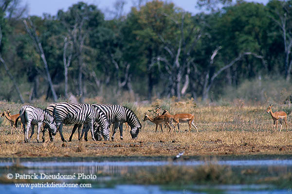 Zebras at waterhole, Moremi, Botswana -  Zèbres au point d'eau  15170