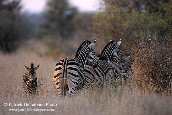 Zebra, Kruger NP, S. Africa - Zèbre  15172