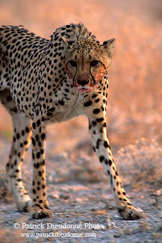 Cheetah after successful hunt, Etosha, Namibia - Guépard après la chasse  14488