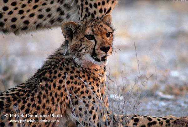 Cheetahs after successful hunt, Etosha, Namibia - Guépards 14489