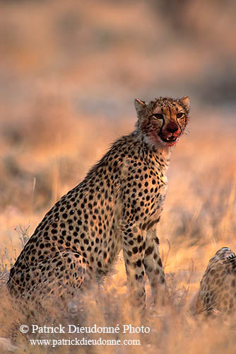 Cheetah near kill, Etosha, Namibia - Guépard et sa proie 14491