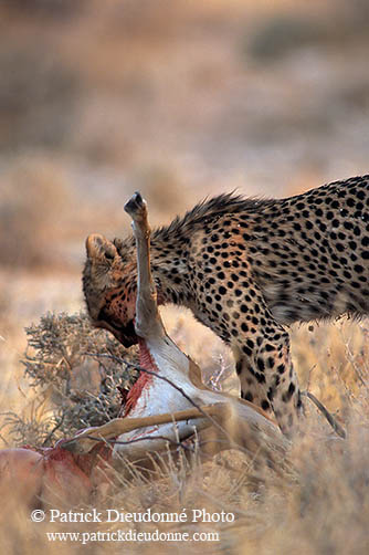 Cheetah near kill, Etosha, Namibia - Guépard et sa proie 14492