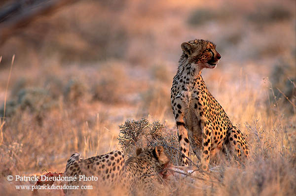 Cheetahs near kill, Etosha, Namibia - Guépards et leur proie 14493