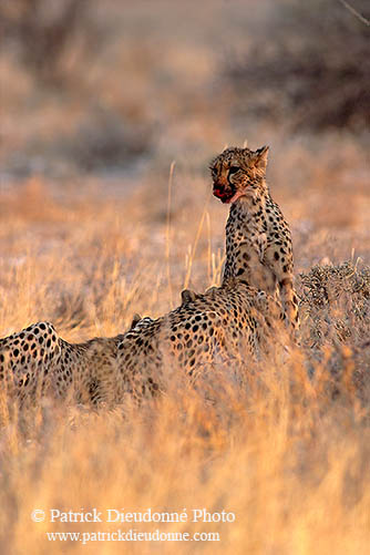 Cheetahs near kill, Etosha, Namibia - Guépards et leur proie 14498