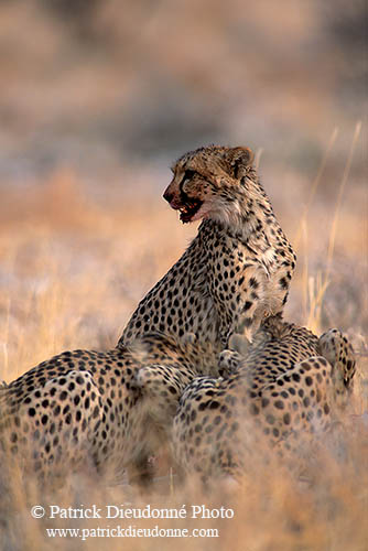 Cheetahs near kill, Etosha, Namibia - Guépards et leur proie 14499