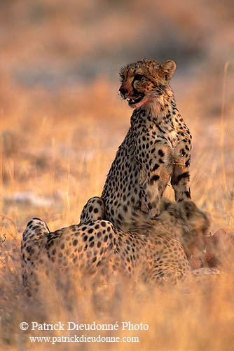 Cheetahs near kill, Etosha, Namibia - Guépards et leur proie 14500