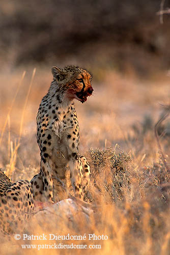 Cheetahs near kill, Etosha, Namibia - Guépards et leur proie 14502