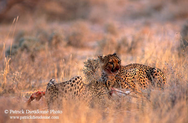 Cheetahs near kill, Etosha, Namibia - Guépards et leur proie 14496