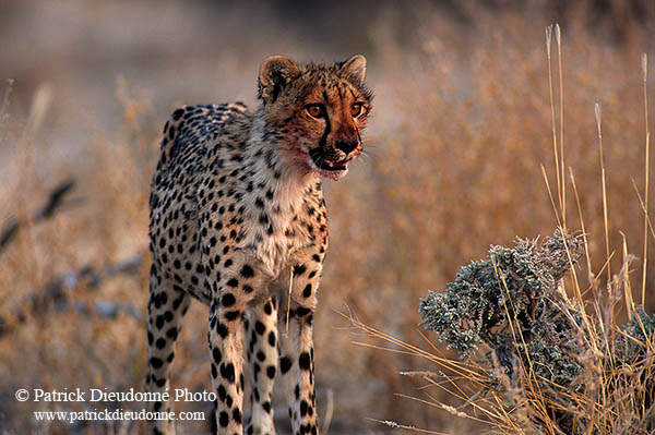 Cheetahs after successful hunt, Etosha, Namibia - Guépards 14503