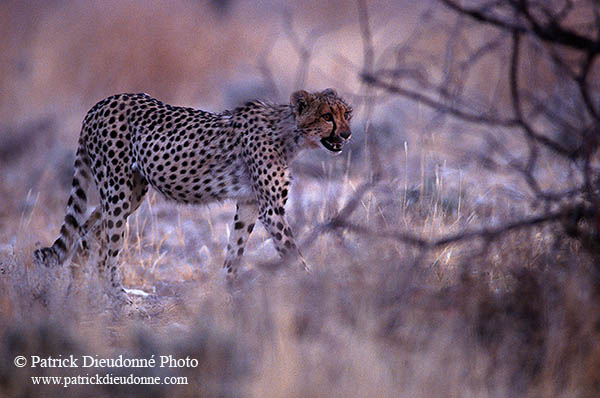 Cheetah, Etosha, Namibia - Guépard, Namibie 14506