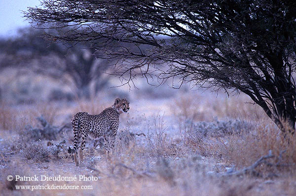 Cheetah, Etosha, Namibia - Guépard, Namibie 14507