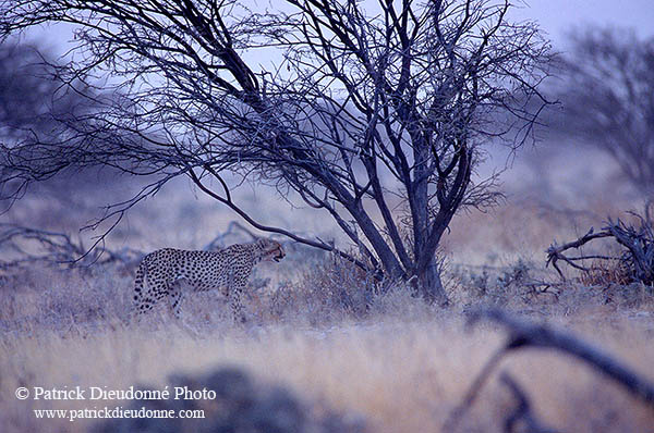 Cheetah, Etosha, Namibia - Guépard, Namibie 14511