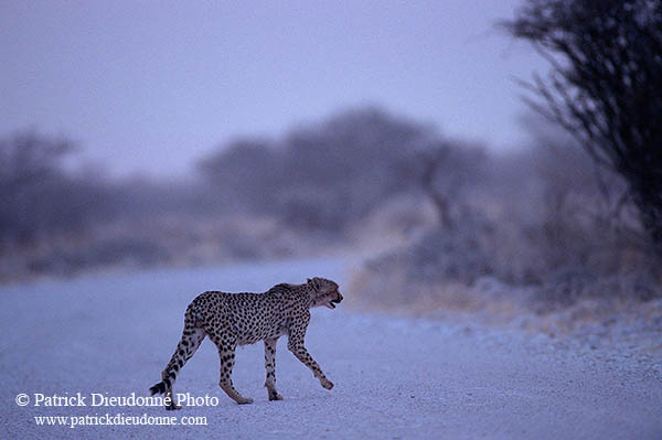 Cheetah, Etosha, Namibia - Guépard, Namibie 14512