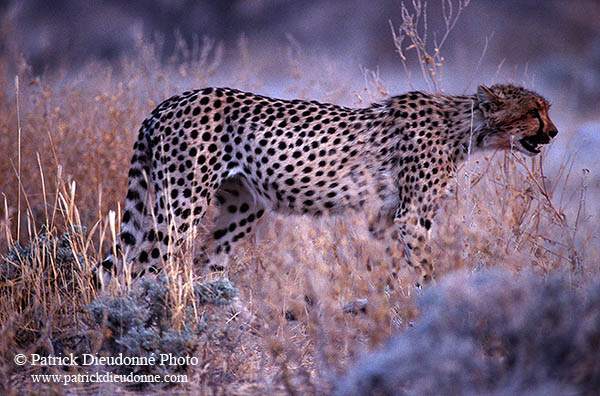 Cheetah, Etosha, Namibia - Guépard, Namibie 14513