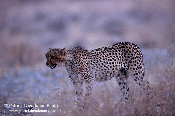 Cheetah, Etosha, Namibia - Guépard, Namibie 14514