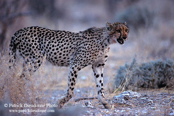 Cheetah, Etosha, Namibia - Guépard, Namibie 14515