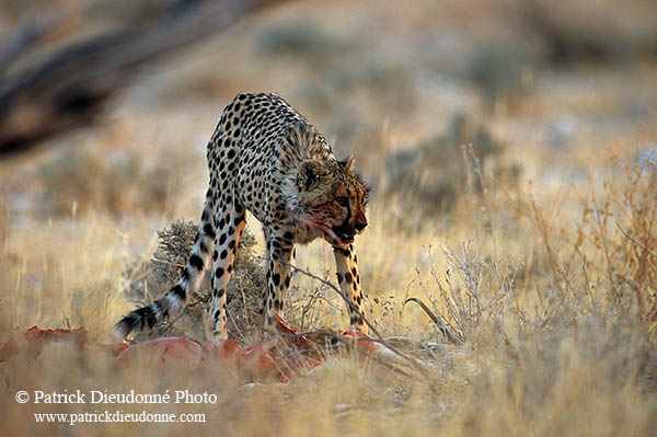 Cheetah near kill, Etosha, Namibia - Guépard et sa proie 14497