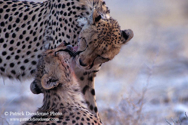 Cheetahs, Etosha, Namibia - Guépards, Namibie 14516
