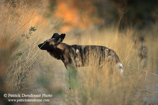 Wild Dog, Moremi Game Reserve, Botswana - Lycaon  14550