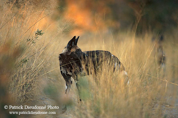 Wild Dog, Moremi Game Reserve, Botswana - Lycaon  14551