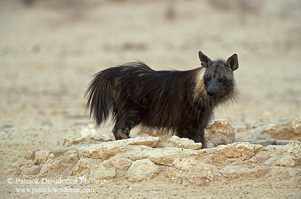 Brown hyaena, S. Africa, Kalahari Gemsbok Park -  Hyène brune  14769