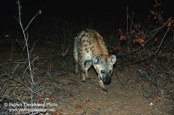 Spotted Hyaena, S. Africa, Kruger NP -  Hyène tachetée  14777