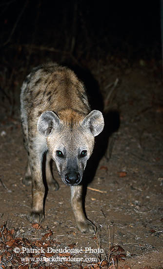 Spotted Hyaena, S. Africa, Kruger NP -  Hyène tachetée  14779