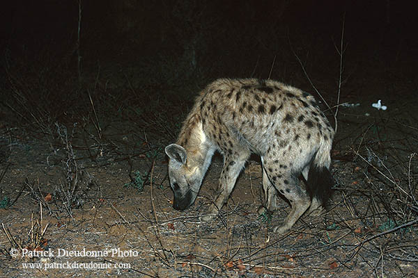 Spotted Hyaena, S. Africa, Kruger NP -  Hyène tachetée  14780