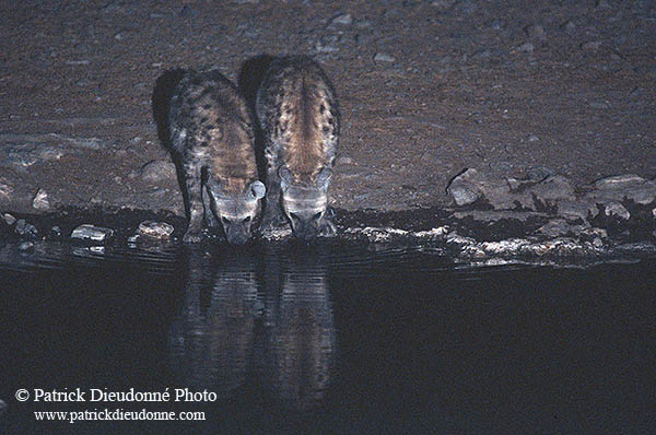 Spotted Hyaena, Etosha NP, Namibia  -  Hyène tachetée  14781