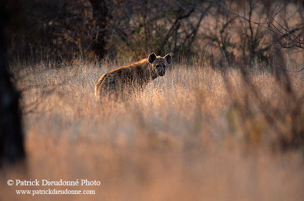 Spotted Hyaena, S. Africa, Kruger NP -  Hyène tachetée  14782