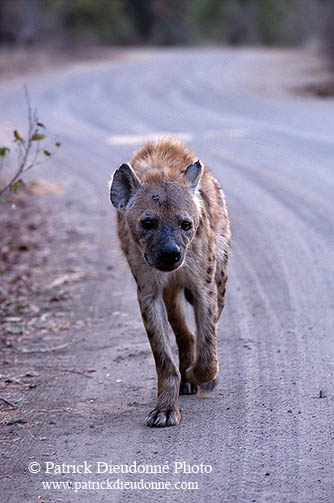 Spotted Hyaena, S. Africa, Kruger NP -  Hyène tachetée  14783
