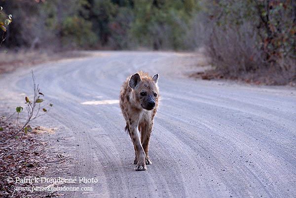 Spotted Hyaena, S. Africa, Kruger NP -  Hyène tachetée  14784