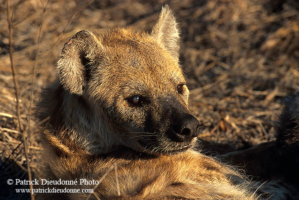 Spotted Hyaena, S. Africa, Kruger NP -  Hyène tachetée  14786