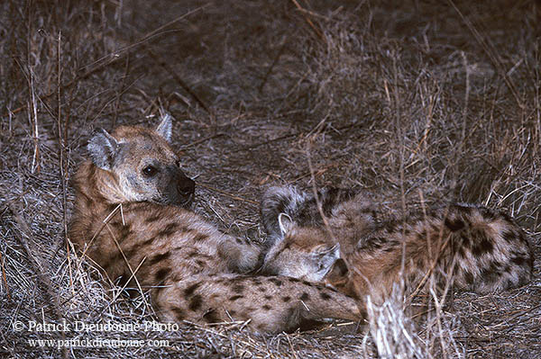 Spotted Hyaena, S. Africa, Kruger NP -  Hyène tachetée  14787